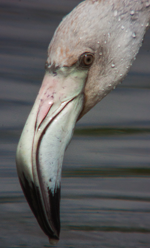 Flamenc (Phoenicopterus ruber)