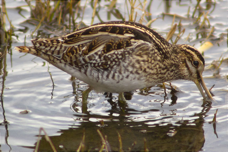 Becadell comú (Gallinago gallinago)