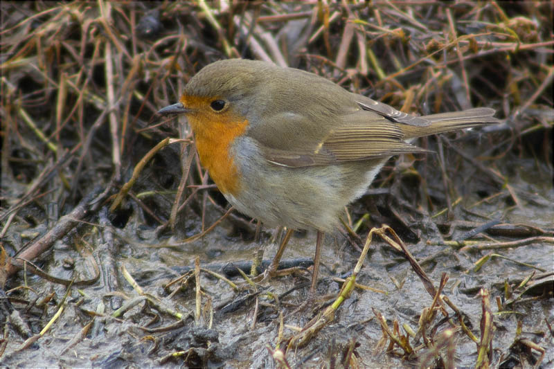 Pit roig (Erithacus rubecola)