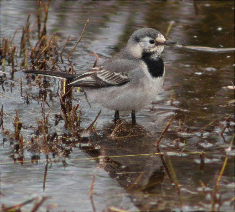 Cuereta blanca vulgar (Motacilla alba)