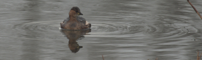 Cabusset (Tachybaptus ruficollis)