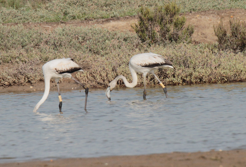 Immatur de flamenc rosat (Phoenicopterus roseus)