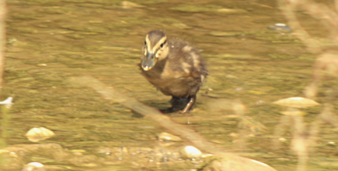 Immadur d'ànec collverd (Anas platyrhynchos)