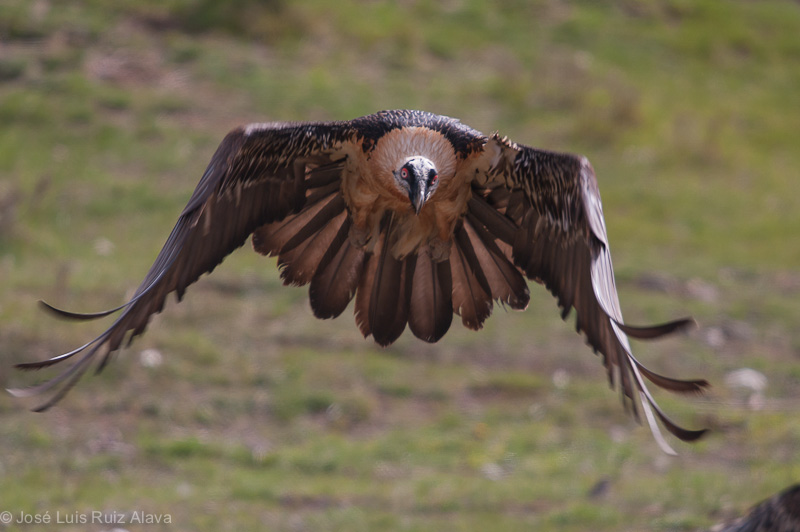 Trencalòs inmadur (Gypaetus barbatus)