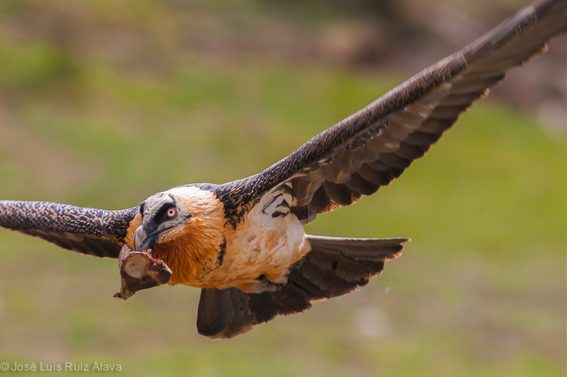 Trencalòs (Gypaetus barbatus)