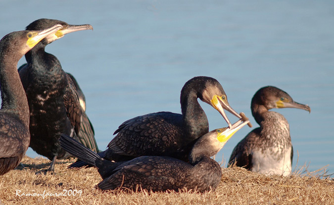 Jocs de Corbs Marins