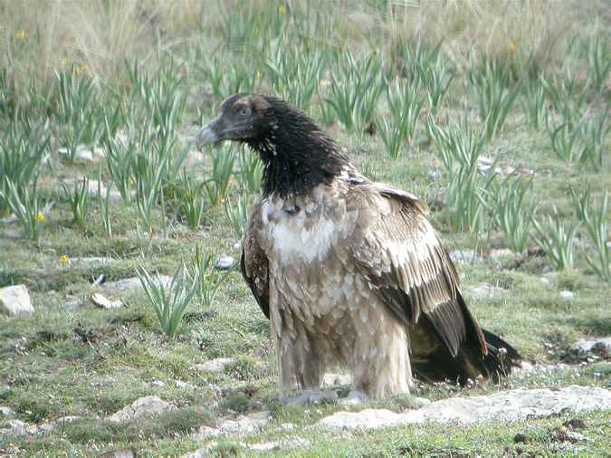 Young lammergeier, Trencalòs (Gypaetus barbatus)