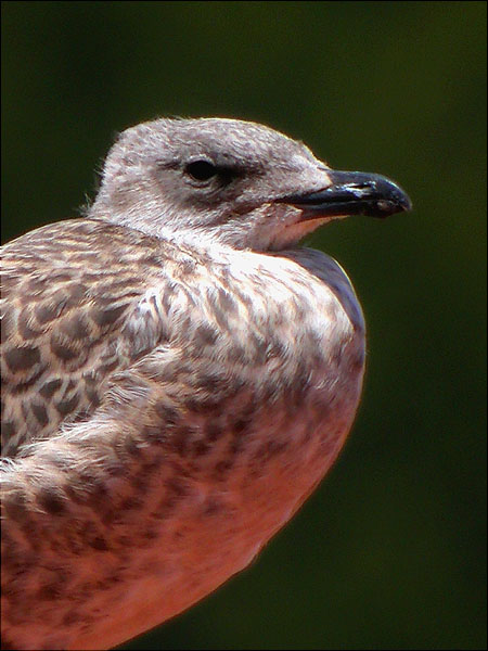 Cria de gavia argentat de potes grogues (Larus Michaellis)