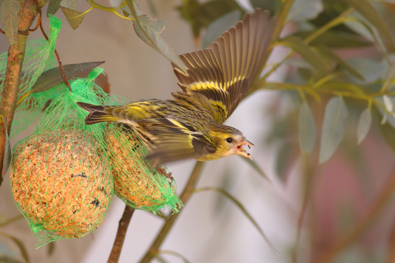 Lúgano (Carduelis spinus)