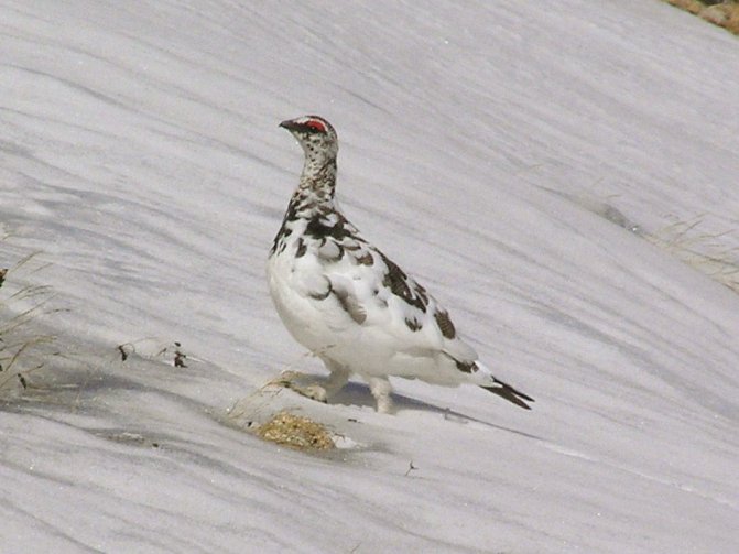 Perdiu Blanca