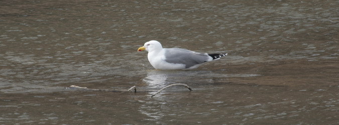 Gavià argentat (Larus michahellis)