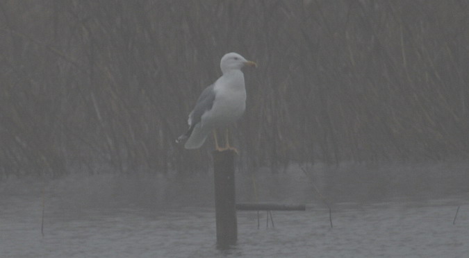 Gavià argentat (Larus michahellis)