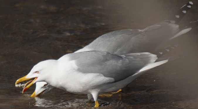 Gavià argentat (Larus michahellis)