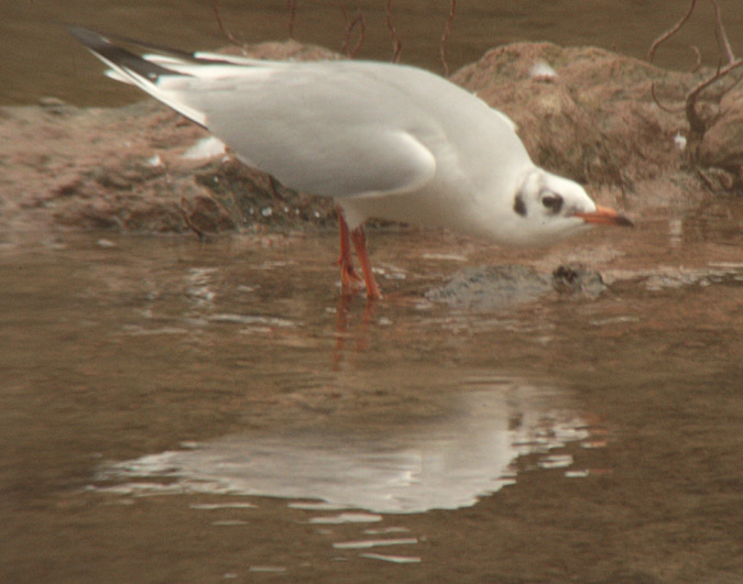 Gavina vulgar (Larus ridibundus)