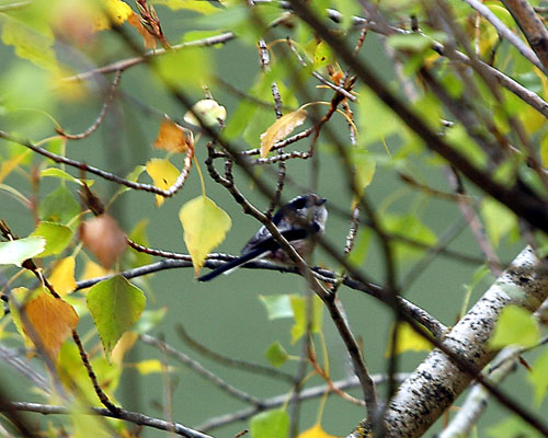 Mallerenga cuallarga. Mito (Aegithacos caudatus)