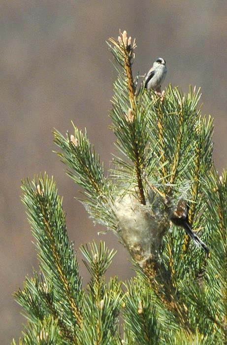 Mallerenga cua llarga (Aegithalos caudatus)