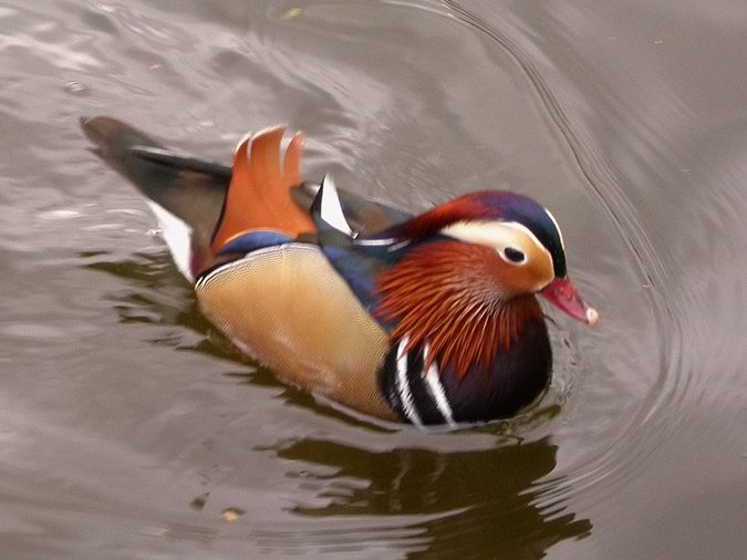 Ànec mandarí, pato mandarín (Aix galericulata)