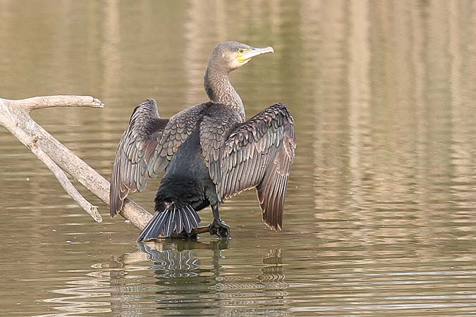 Corb Marí (phalacrocorax carbo)