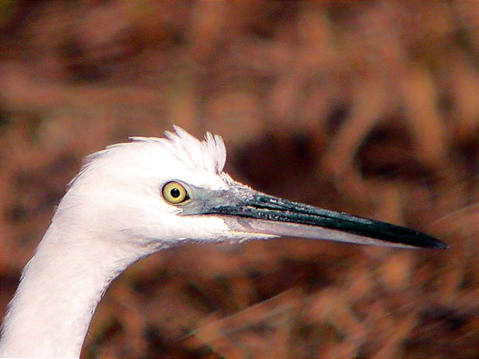 Martinet blanc, garceta común (Egretta garzetta)