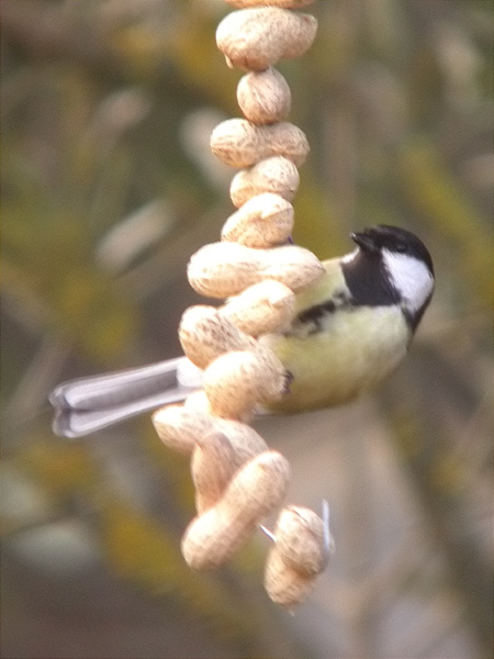 Mallerenga carbonera (Parus major)