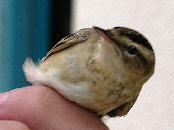 Boscarla d'aigua, carricerín real (Acrocephalus melanopogon)