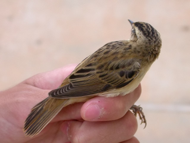 Boscarla d'aigua, carricerín real (Acrocephalus melanopogon)