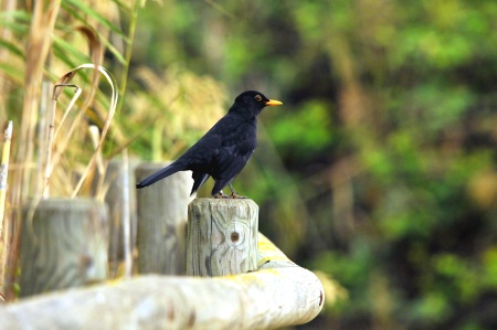 Merla (Turdus merula)