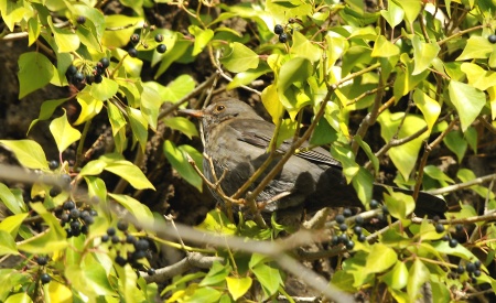 Merla (Turdus merula)