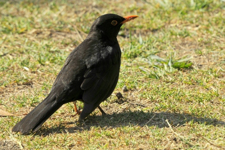 Merla mascle (Turdus merula)