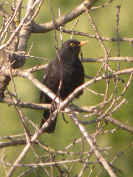 Merla, mirlo común (Turdus merula)