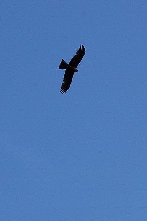 Milà negre (Milvus migrans)