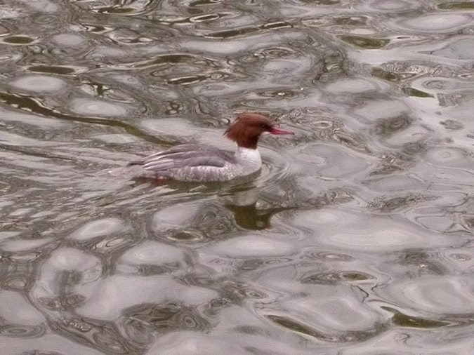 Bec de serra gros, serreta grande (Mergus merganser)