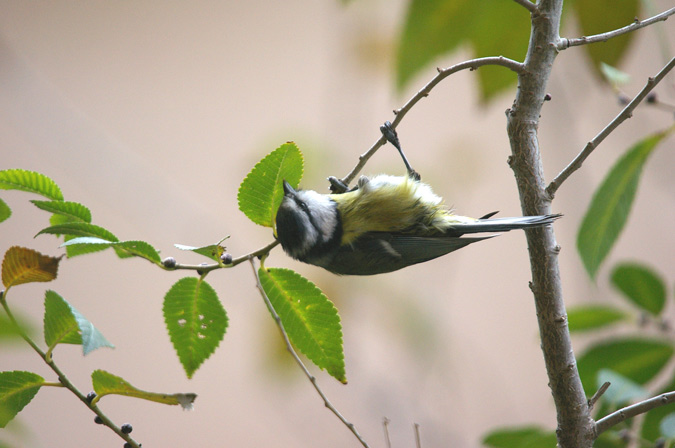 Mallerenga Blava