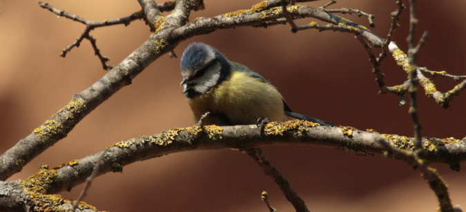 Mallarenga Blava o  ferreret (Parus caeruleus)