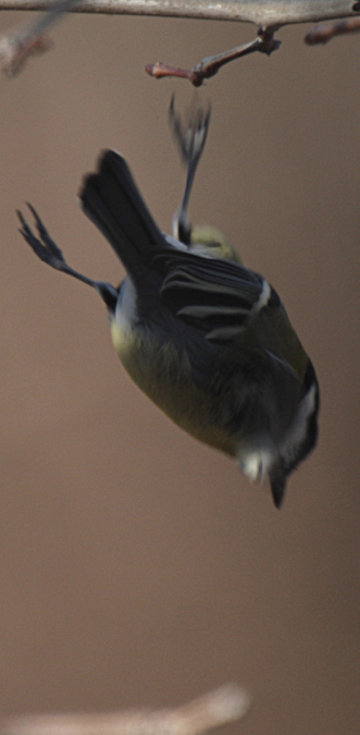 Mallerenga Carbonera (Parus major) 4/4