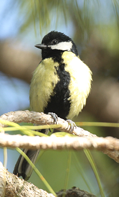 Mallerenga Carbonera (Parus major)