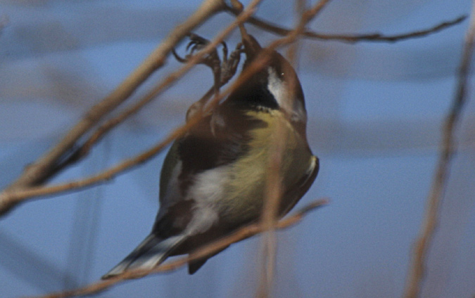 Mallerenga Carbonera (Parus major) 1/4