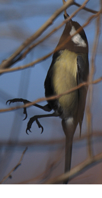 Mallerenga Carbonera (Parus major) 2/4