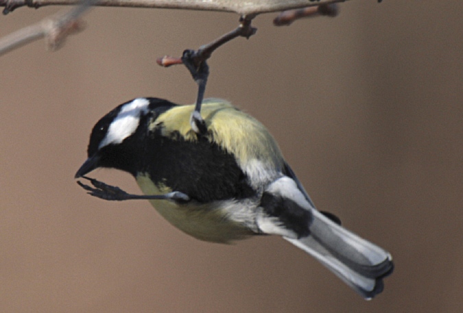 Mallerenga Carbonera (Parus major) 3/4