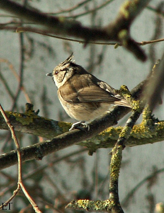 Mallerenga emplomallada