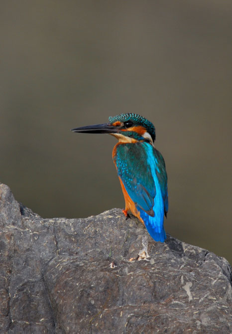Martín pescador (Extremadura09) 1/3