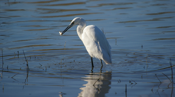 Martinet blanc (Egretta garzetta) de pesca.