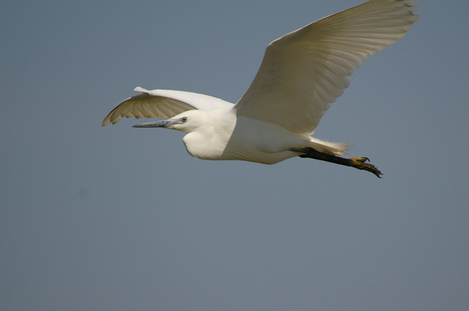 Martinet Blanc(Egreta garzetta)