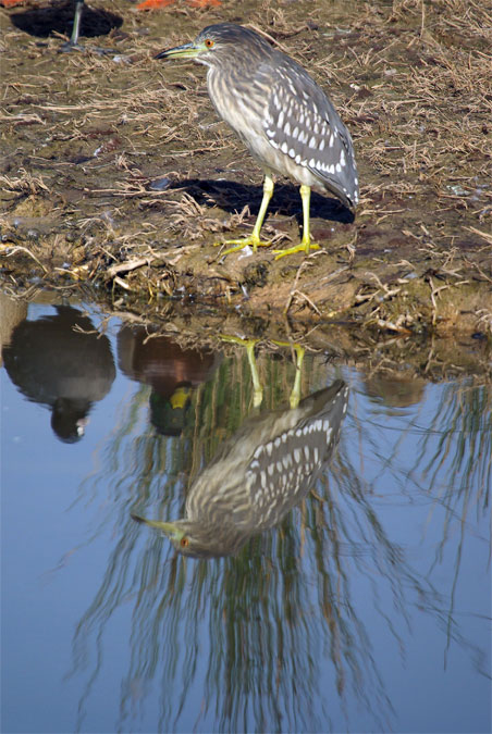 Martinet de nit(Nyctirorax nycticorax)