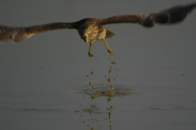 Martinet de nit jove(Nycticorax nycticorax)