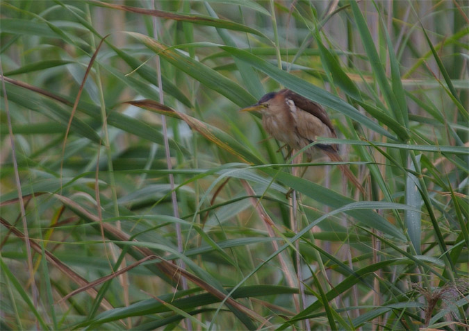 Martinet menut femella(Ixobrychus minutus)
