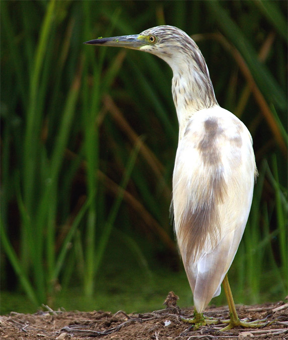 Martinet ros(Ardeola ralloides)