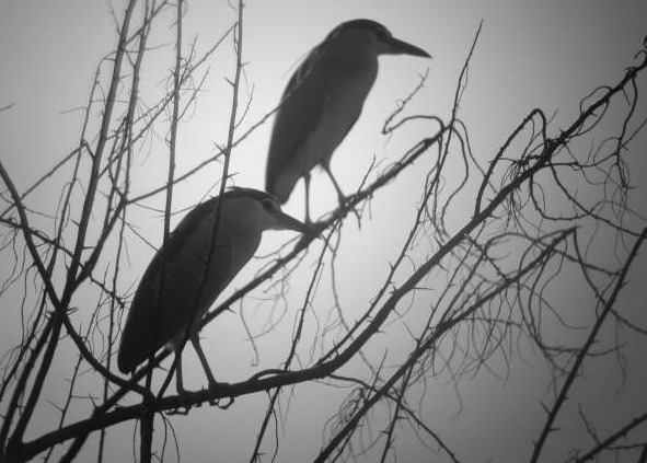 Martinet de nit (Nycticorax nycticorax)