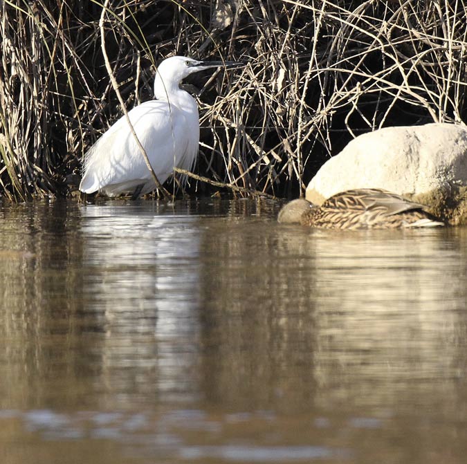 Martinet blanc (Egretta garzetta)