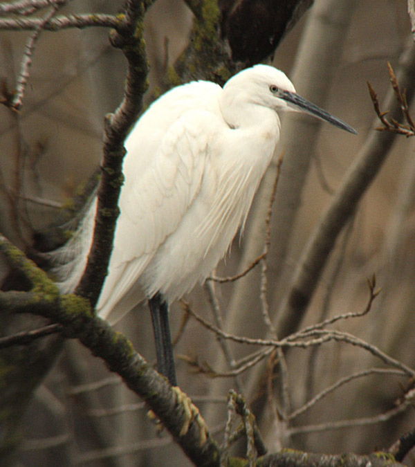 Martinet blanc (Egretta garzetta)